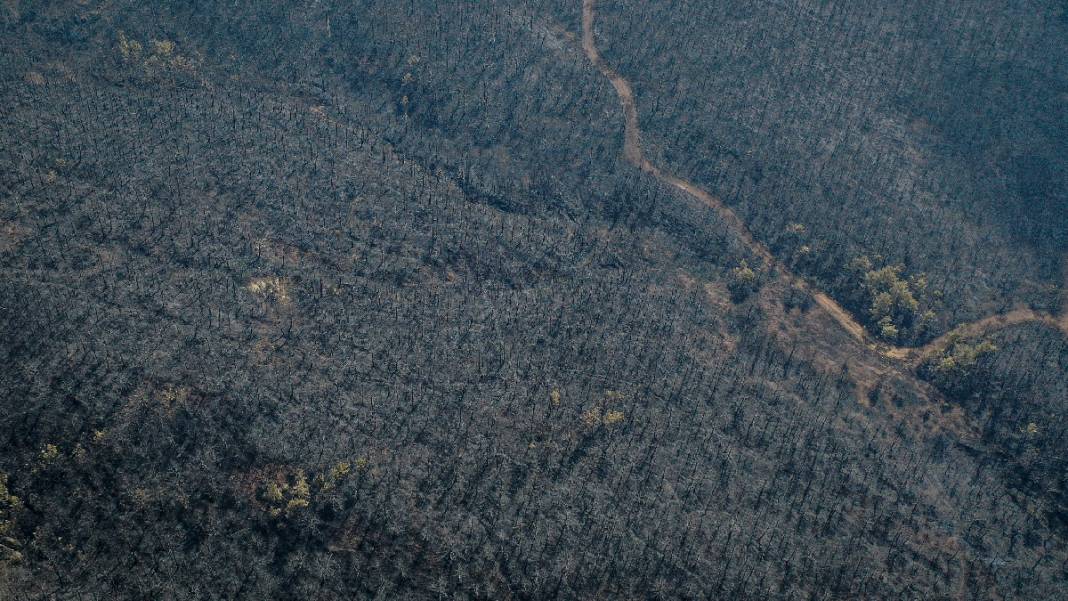 Sakarya'da başlayan yangın kontrolden çıktı: Bilecik'in ormanları siyaha büründü 13
